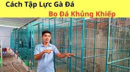 hướng dẫn sử dụng cách tập thể lực cho gà đá