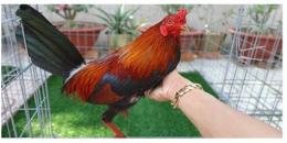 hướng dẫn sử dụng cách vô mồi gà tre đá
