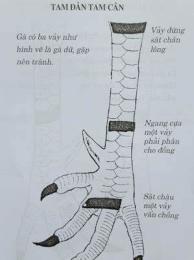 hướng dẫn sử dụng cách xem gà đá cựa hay