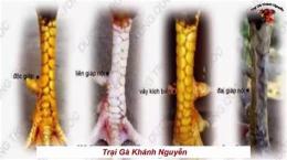 hướng dẫn sử dụng cách xem vảy chân gà đá cua sat