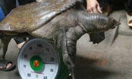 hướng dẫn sử dụng chân như vịt thịt như gà da trâu đầu rắn