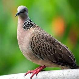 hướng dẫn sử dụng chim cu gáy đậu trên cành