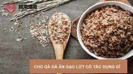 hướng dẫn sử dụng cho gà đá ăn gạo lứt có tác dụng gì