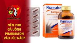hướng dẫn sử dụng cho gà uống pharmaton trước khi đá