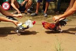 hướng dẫn sử dụng chơi đá gà có bị phạt không