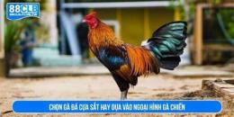 hướng dẫn sử dụng chon ga da hay