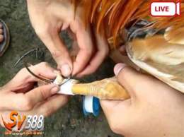 hướng dẫn sử dụng clip đá gà cựa sắt 2015