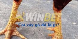 hướng dẫn sử dụng coi chân gà đá hay