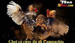 hướng dẫn sử dụng coi gà đá campuchia