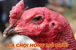 hướng dẫn sử dụng cốm phục hồi gà đá