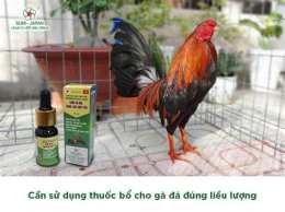 hướng dẫn sử dụng đá gà c3 ngày 6 tháng 1