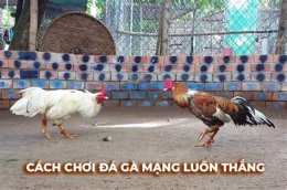hướng dẫn sử dụng đá gà c4 trận 12