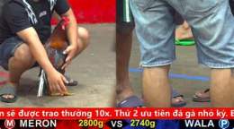 hướng dẫn sử dụng đá gà c4 trận 18 hôm nay