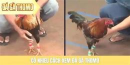 hướng dẫn sử dụng da ga danh thomo