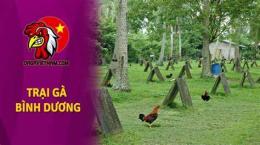 hướng dẫn sử dụng đá gà đòn hay nhất