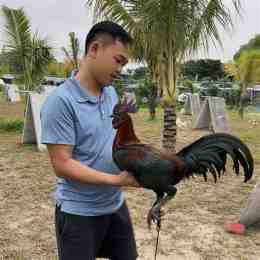 hướng dẫn sử dụng đá gà duyên ti đá giải