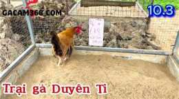 hướng dẫn sử dụng da ga duyen ti