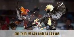 hướng dẫn sử dụng đá gà ev88