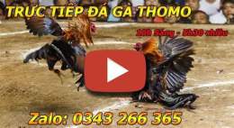 hướng dẫn sử dụng đá gà mạng thomo campuchia
