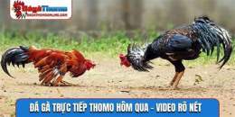 hướng dẫn sử dụng đá gà mạng trực tiếp thomo 67