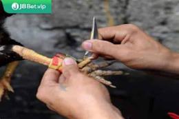 hướng dẫn sử dụng đá gà thái cựa dao