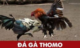 hướng dẫn sử dụng đá gà thomo 13 tháng 10