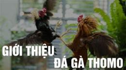 hướng dẫn sử dụng đá gà thomo 16/5/2024