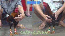 hướng dẫn sử dụng đá gà thomo 22/6/2022