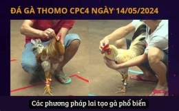 hướng dẫn sử dụng đá gà thomo 24 tháng 7 năm 2024