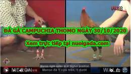 hướng dẫn sử dụng đá gà thomo ngày 30 thắng 10