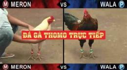 hướng dẫn sử dụng đá gà thomo ngày 31 tháng 7