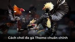 hướng dẫn sử dụng đá gà thomo ngày 5 thắng 8