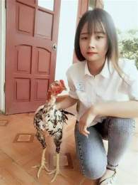 hướng dẫn sử dụng đá gà thomo phu phu