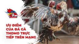 hướng dẫn sử dụng đá gà thomo thứ tư