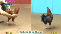 hướng dẫn sử dụng đá gà thomo trận 36 hôm nay