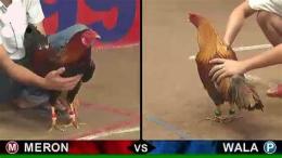 hướng dẫn sử dụng đá gà thomo tv bình luận viên