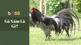 hướng dẫn sử dụng đá gà thomo xám lá