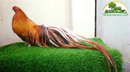 hướng dẫn sử dụng da ga tre tan chau