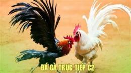 hướng dẫn sử dụng đá gà trực tiếp c2 phu phu
