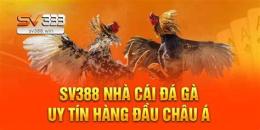 hướng dẫn sử dụng đá gà trực tiếp lu388