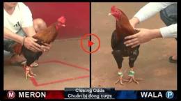 hướng dẫn sử dụng da ga truc tiep ngay hom nay