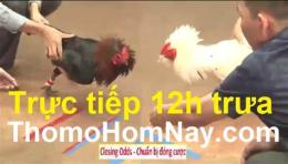 hướng dẫn sử dụng đá gà trực tiếp thomo hôm nay cpc1