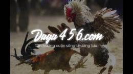 hướng dẫn sử dụng đá gà trực tiếp tructiepdaga.one