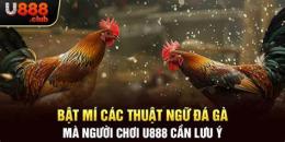 hướng dẫn sử dụng đá gà u888