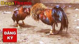 hướng dẫn sử dụng đăng black đá gà thomo