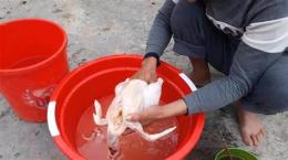 hướng dẫn sử dụng đẻ mổ ăn da gà được không
