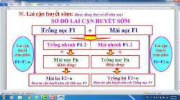 hướng dẫn sử dụng đổ gà trùng huyết có đá được không