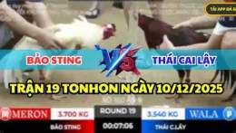 hướng dẫn sử dụng gà bảo sting đá hôm nay