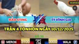 hướng dẫn sử dụng gà bảo sting đá ở tonhon