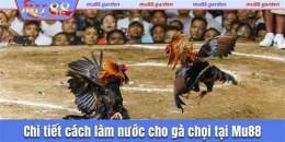 hướng dẫn sử dụng gà chọi không chịu đá